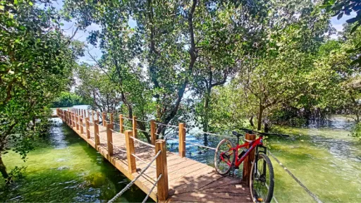 image for article A Guide to Lugutan Mangrove Park in Boracay