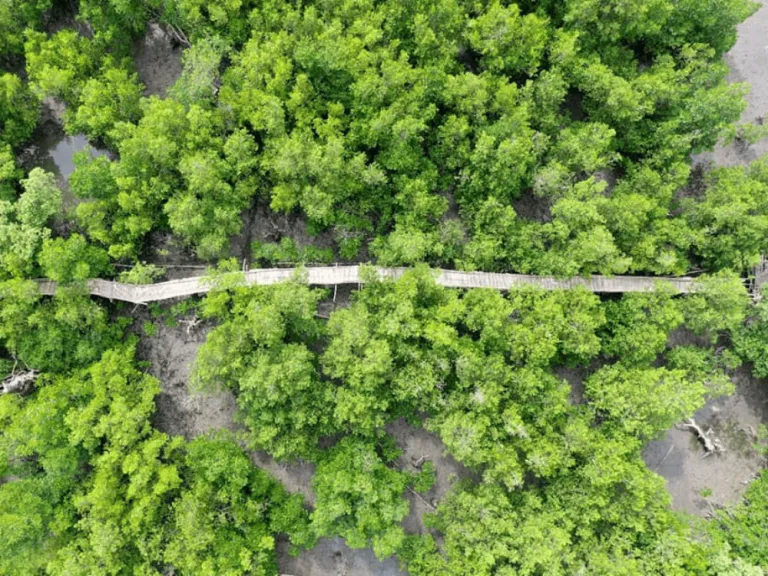 Culajao Mangrove EcoPark 