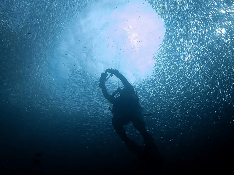 Moalboal sardine run 