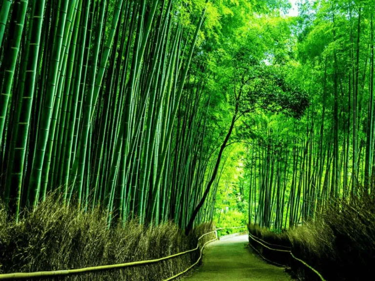 Arashiyama Bamboo Grove