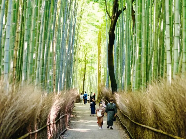 10 day itinerary japan for holidays japan vacation christmas and new years holiday travel tokyo osaka kyoto japanese tourDuoNguyen | Unsplash