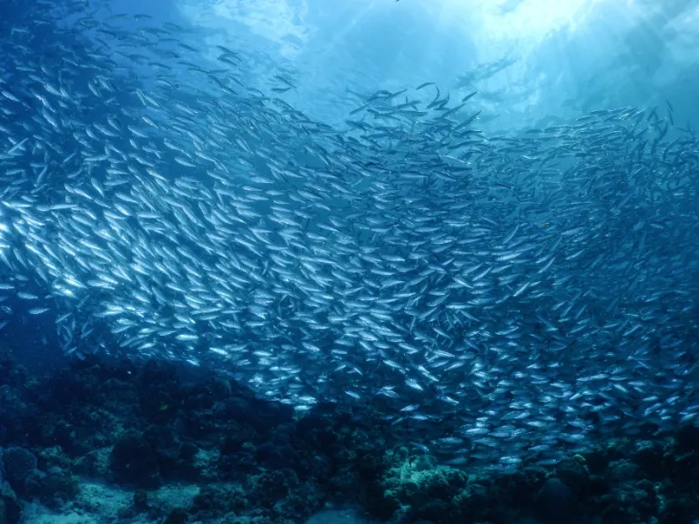 moalboal cebu finalist at philippine tourism awards sardine dive tourist spots best diving spots in the world philippines