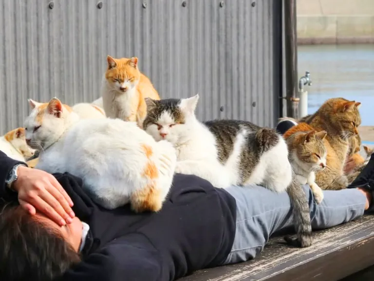 aoshima cat island in japan slowly disappearing cats are being abandoned by humans people are moving to other places