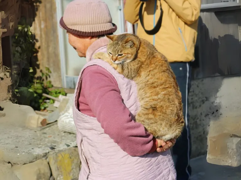 aoshima cat island in japan slowly disappearing cats are being abandoned by humans people are moving to other places