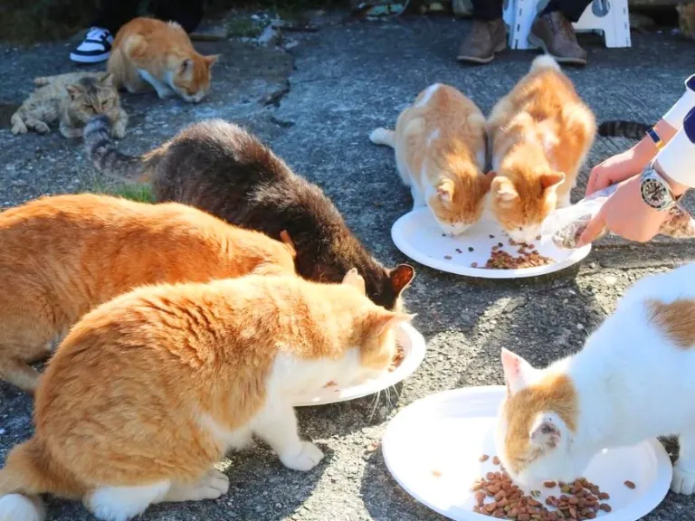 aoshima cat island in japan slowly disappearing cats are being abandoned by humans people are moving to other places
