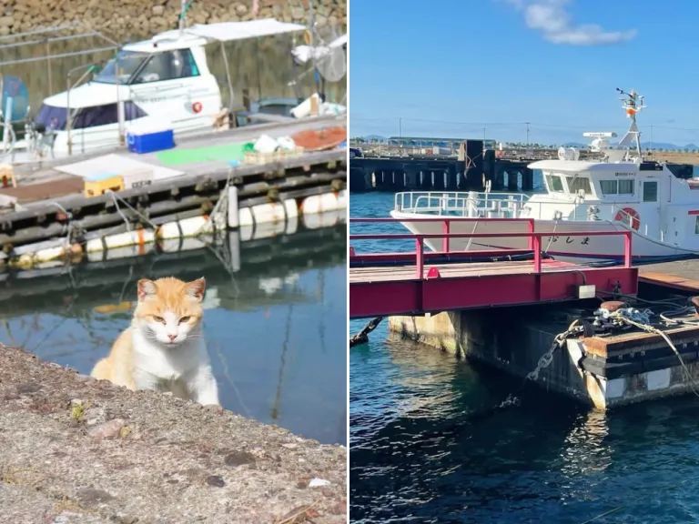 aoshima cat island in japan slowly disappearing cats are being abandoned by humans people are moving to other places