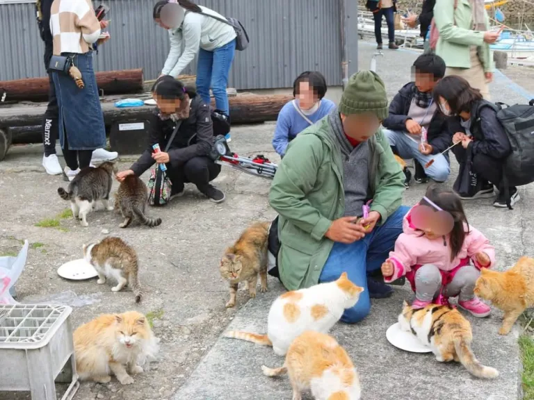 aoshima cat island in japan slowly disappearing cats are being abandoned by humans people are moving to other places