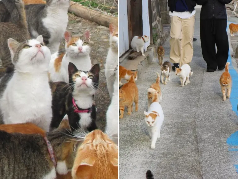 aoshima cat island in japan slowly disappearing cats are being abandoned by humans people are moving to other places
