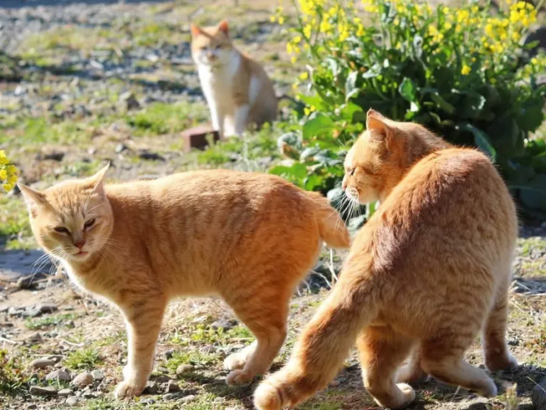 aoshima cat island in japan slowly disappearing cats are being abandoned by humans people are moving to other places