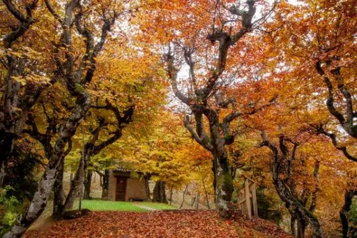 image for article Chasing Autumn Hues: South Korea 2025 Fall Foliage Guide