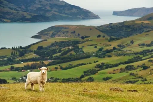 image for article New Zealand Accredited Employer Work Visa: Complete Guide for Filipinos