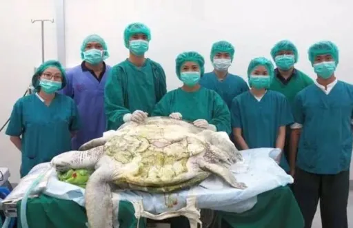 image for article Piggy Bank the Turtle: The Hidden Cost of Human Good Luck