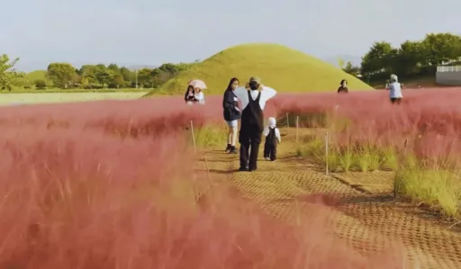 image for article A Dreamy Sea of Pink: Naju’s Pink Muhly Grass Fields in South Korea