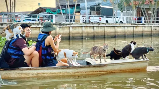 image for article Here's How You Can Kayak a Boat With Cats in Thailand