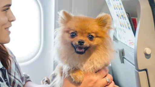 Fly With Your Pet Guide: How to Use Philippine Airlines’ New FurPAL Service image for article Fly With Your Pet Guide: How to Use Philippine Airlines’ New FurPAL Service