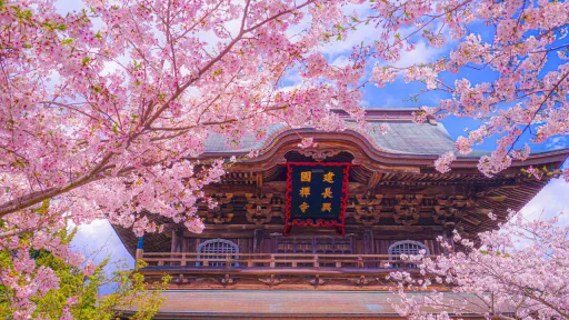 image for article Japan Sakura Trip on a Budget: Where to Spend, Where to Save (Without Sacrificing Comfort)