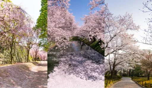 image for article Japan Cancels Famous Cherry Blossom Festival Due to Overtourism