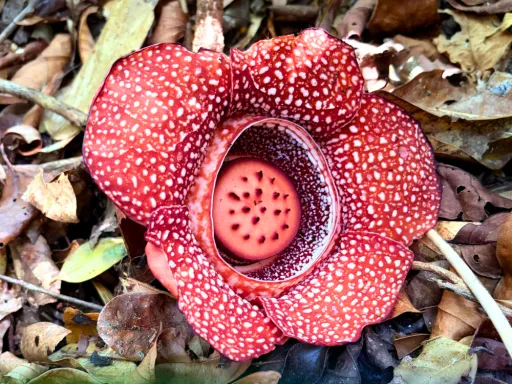 image for article Rare Rafflesia Found in Bulacan: 6 Spots to See This Flower in The Philippines