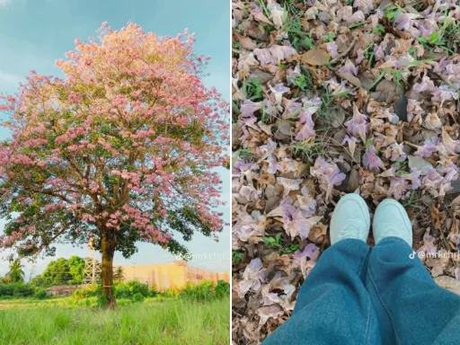 image for article Tagbilaran’s Pink Trumpet Trees: The “Bohol Cherry Blossoms” Everyone Is Talking About