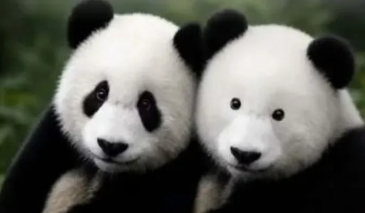 image for article Rare Panda Without Black Eye Patches Amazes Animal Lovers Online