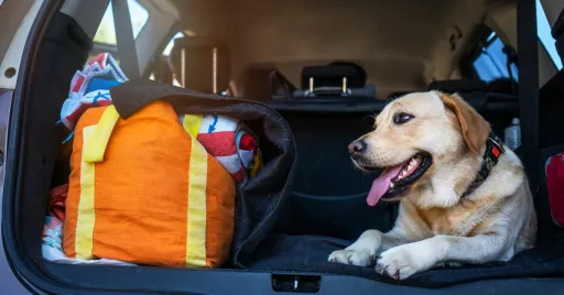 image for article Travelling With Pets: A Guide to Flying, Driving, and Public Transport With Furry Friends