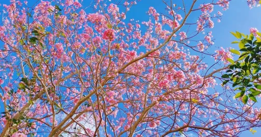 image for article Sarangani’s Cherry Blossoms: Pink Trumpet Trees in Full Bloom