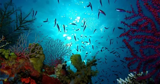 image for article The Philippines Is Asia’s Leading Dive Destination, According to the World Travel Awards