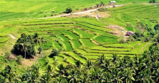 image for article Jaybanga Rice Terraces in Lobo, Batangas Is Your Next Nature Escape