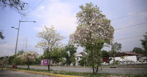 image for article Are These Cherry Blossom Trees in Taguig?