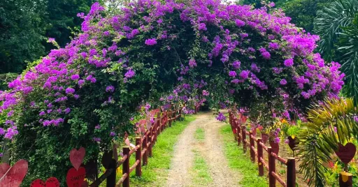 image for article Celossian Flower Farm: Escape to This Blossoming Paradise for Just ₱50!