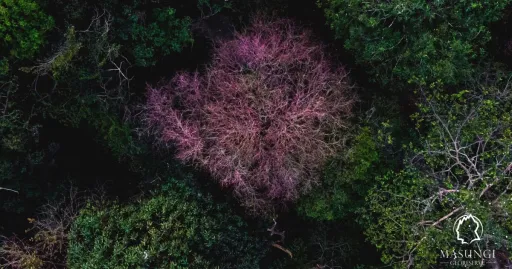 image for article LOOK: Philippine Cherry Blossoms in Masungi Georeserve