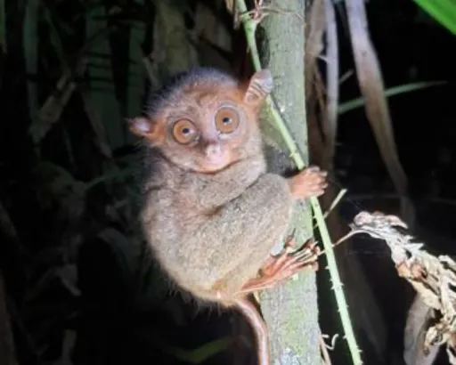 image for article LOOK: Philippine Tarsier Spotted in Tacloban City for the First Time Ever