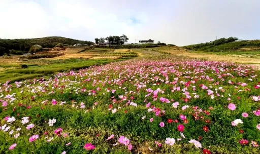 image for article 8 Stunning Places in the Philippines That Look Like Japan